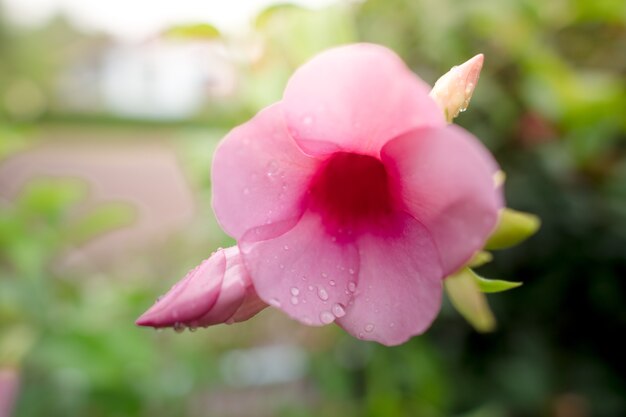 Pink flowers rainy season