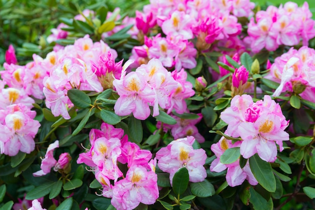 Pink flowers Rhododendron azalea flowers