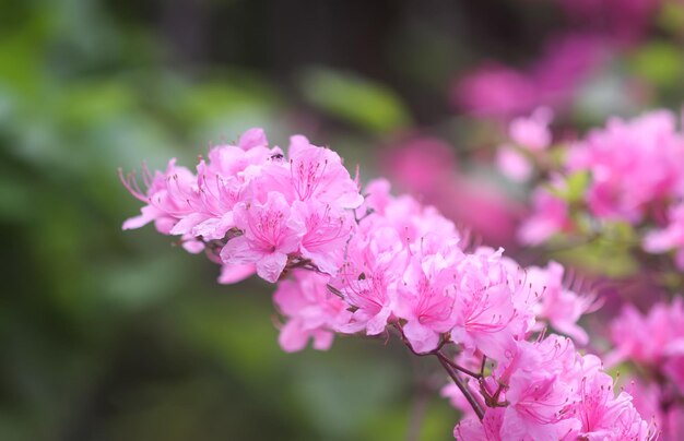 Pink flowers of rhododendron in spring park