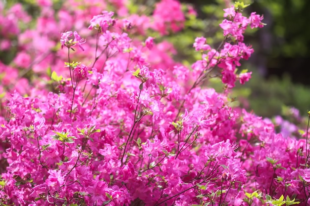 Pink flowers of rhododendron in spring park