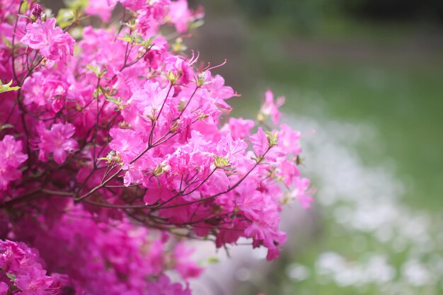 Pink flowers of rhododendron in spring park