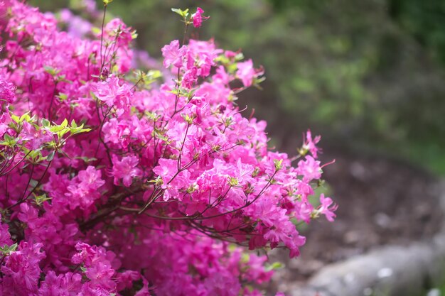 Pink flowers of rhododendron in spring park