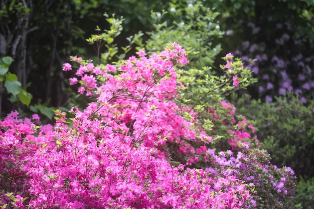 Photo pink flowers of rhododendron in spring park