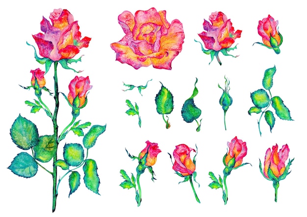 Pink flowers Roses buds and leaves on white background watercolor illustration floral clipart