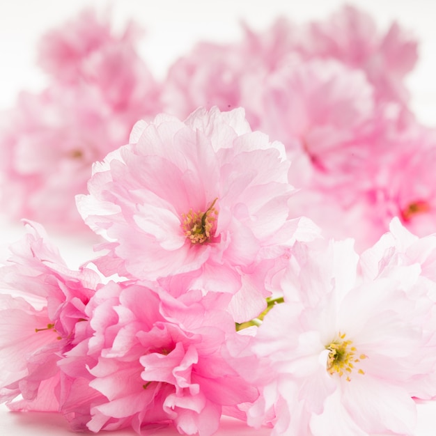 Pink flowers of sakura isolated on white