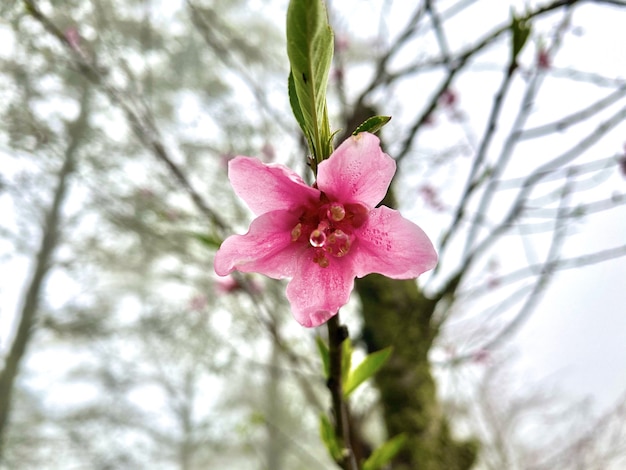 Pink flowers in sapa Vietnam