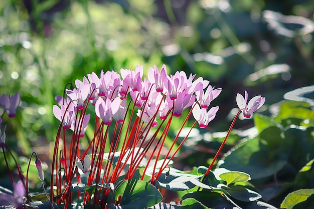 pink flowers in spring parks filled with fragrance