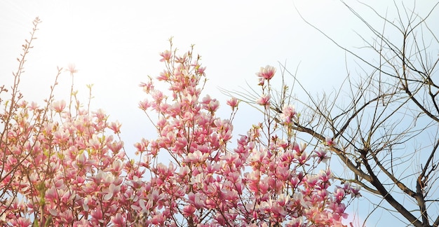 Pink flowers on a spring tree, horizontal background texture image, blurred, soft focus, copy space