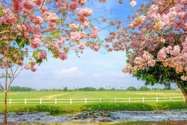 Pink flowers Tabebuia rosea blossom or Chompoopantip flowers.