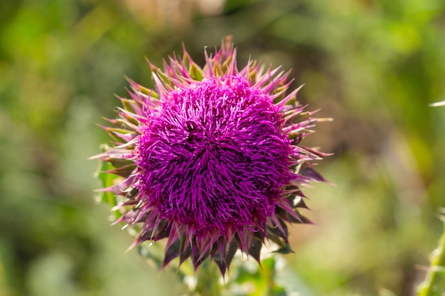 Pink flowers thistle medicinal flower close up