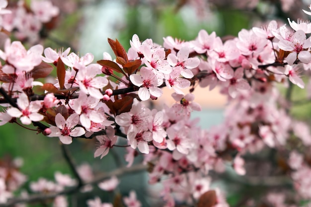 Pink flowers on a tree. Cherry blossom at the park. Spring sunny day