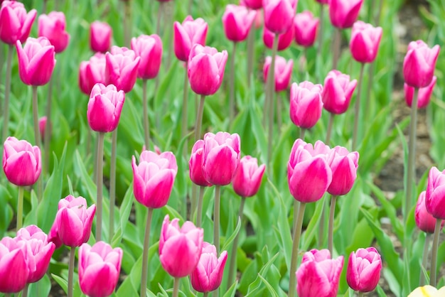 Pink flowers tulips in the green beautiful park