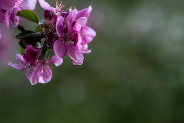 Pink flowers on a twig with leaves, spring mood