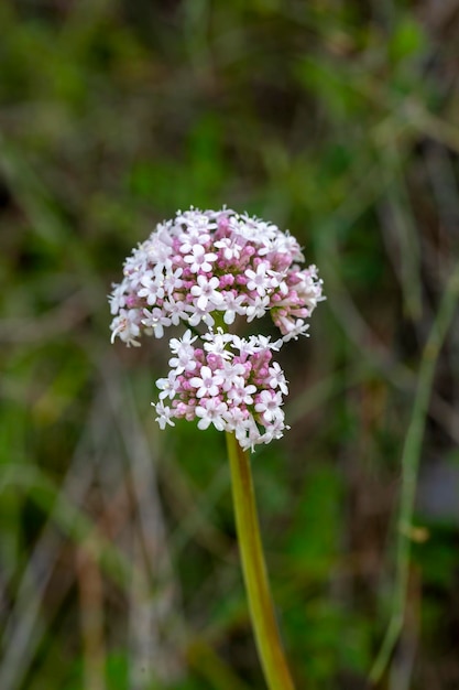 Pink flowers of valerian Valeriana officinalis plant