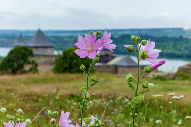 Pink flowers with dew drops on the background of Khatyn fortress Khotyn fortress of the X XVIII cent