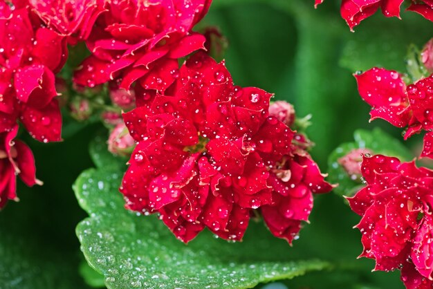 Pink flowers with dew