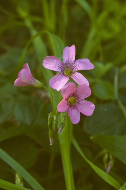 Photo pink flowers