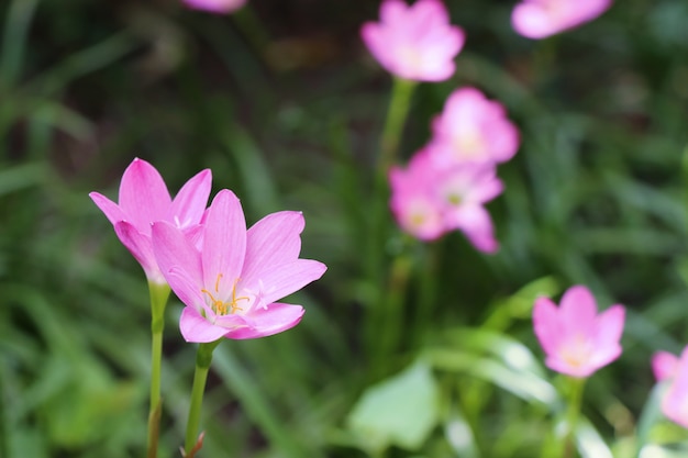 pink flowers