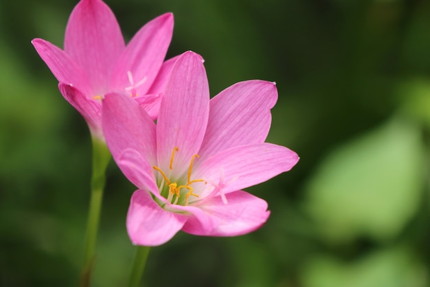 pink flowers