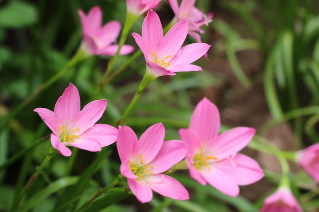 pink flowers