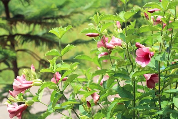 pink flowers