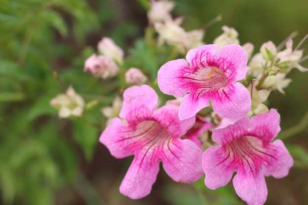 pink flowers