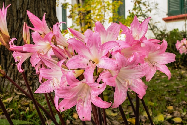 Pink Flowers