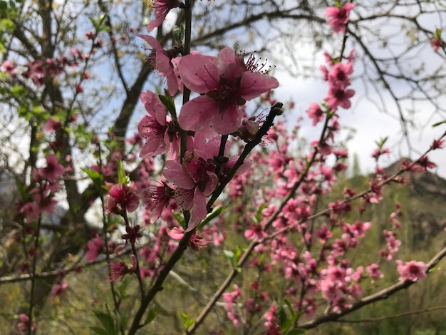 Pink Flowers