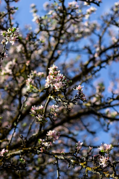 Pink flowers.