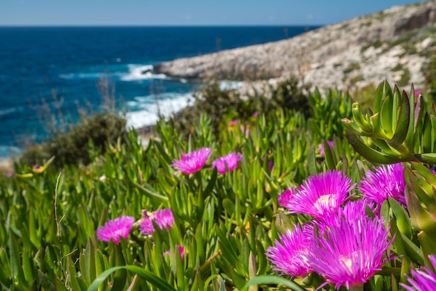 Pink flowres growing on the shore in Porto Limnionas