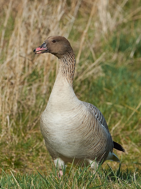 Pink-footed goose (Anser brachyrhynchus)