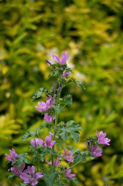 pink forest mallow in the meadow