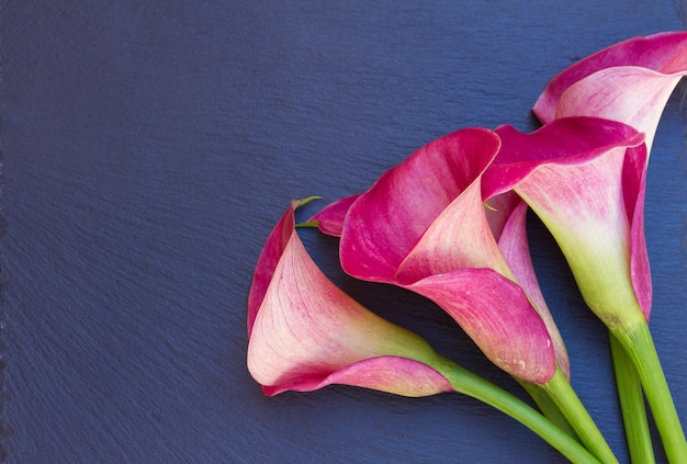 Pink fresh calla lilly flowers close up on black stone background