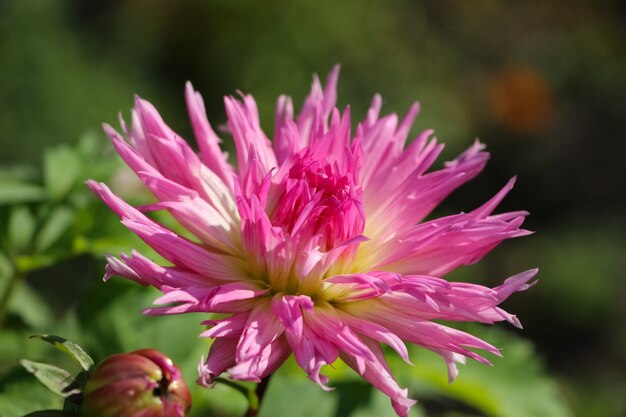 pink fresh dahlia flower  in an autumn botanical garden