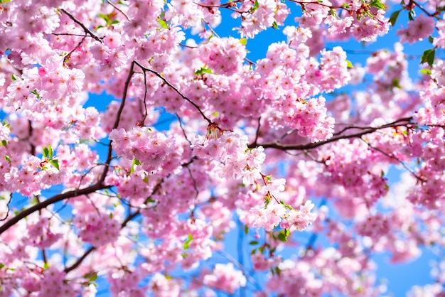 Pink fresh sakura blossom on blue sky background