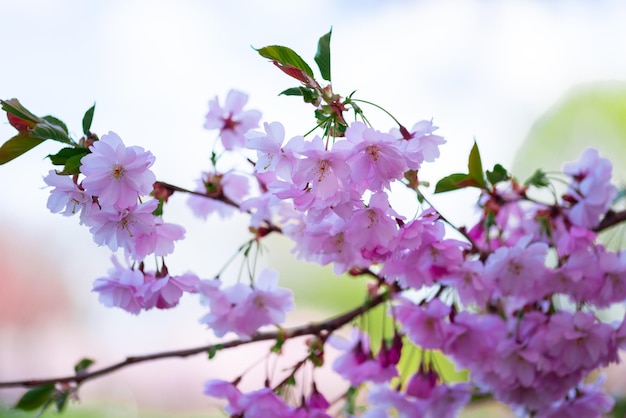 Pink fresh sakura blossom on blue sky background