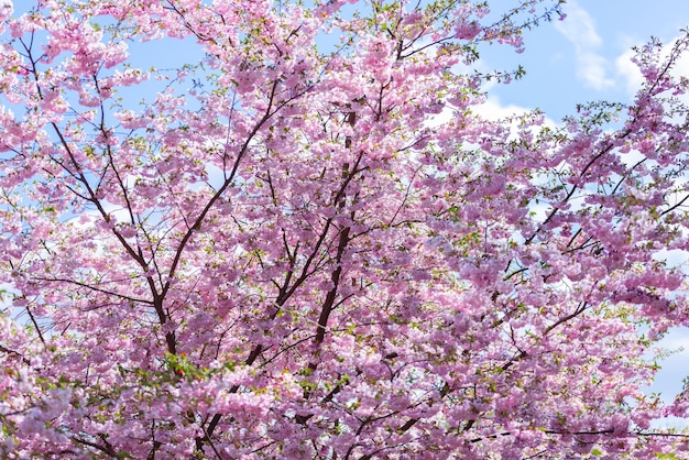 Pink fresh sakura blossom on blue sky background