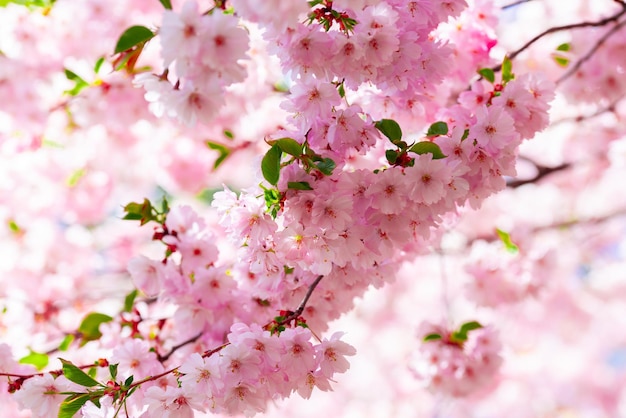 Pink fresh sakura blossom on blue sky background