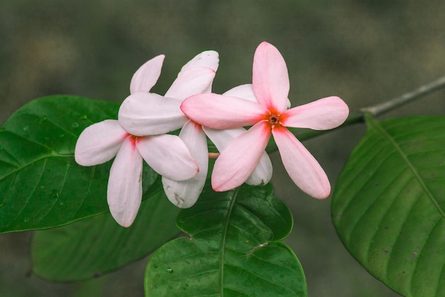 Pink gardenia, beautiful light pink or white flowers, blooming in a bouquet.
Pink gardenia is easy t