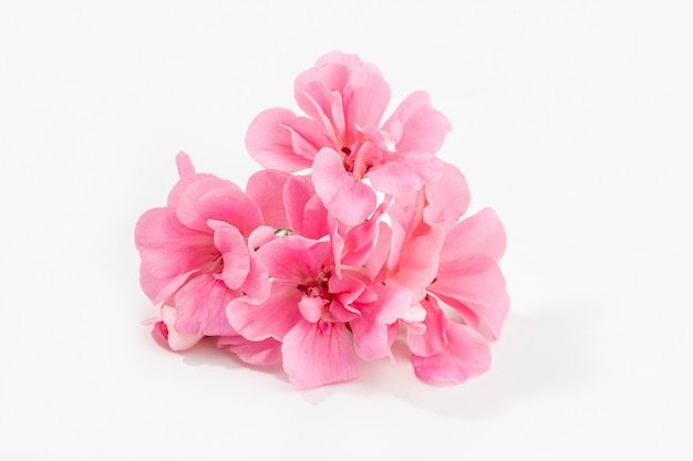 Pink geranium flower isolated on white background