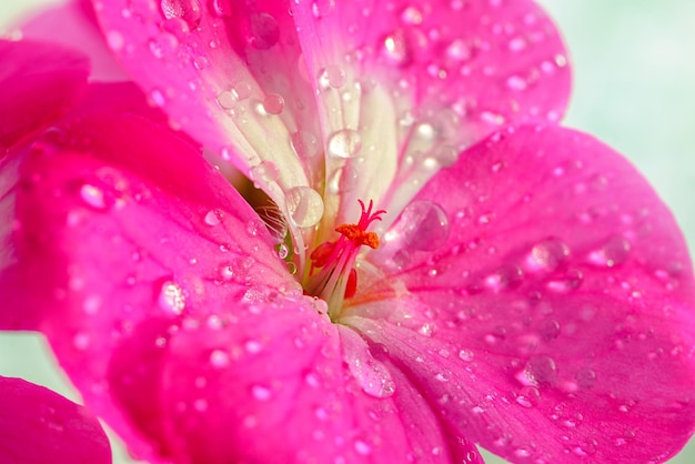 Pink geranium flower with drops of dew or water on the petals Closeup of indoor plants in full screen