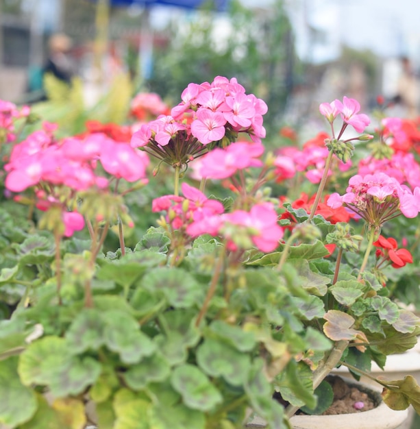 Photo pink geranium flowers sunlight beautiful little flower of geranium beautiful geranium in the exhi