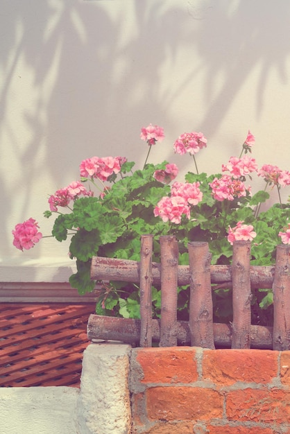 Pink geranium with a decorative wooden fence at the entrance