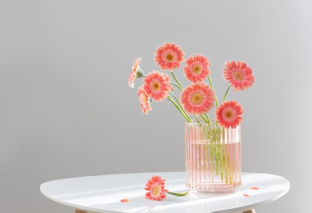 Pink gerber in glass pink vase on white modern table