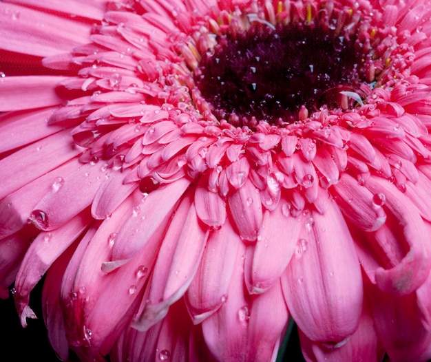 Pink gerber with water drop.macro shot.