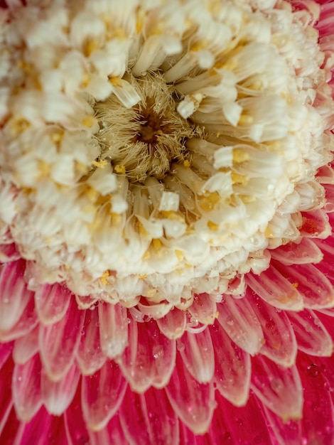 Pink gerbera closeup for natural background Macro flower petals