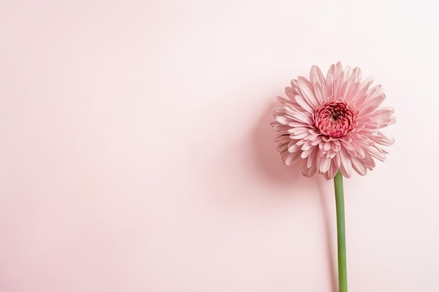 Pink Gerbera Daisy on a Pink Background