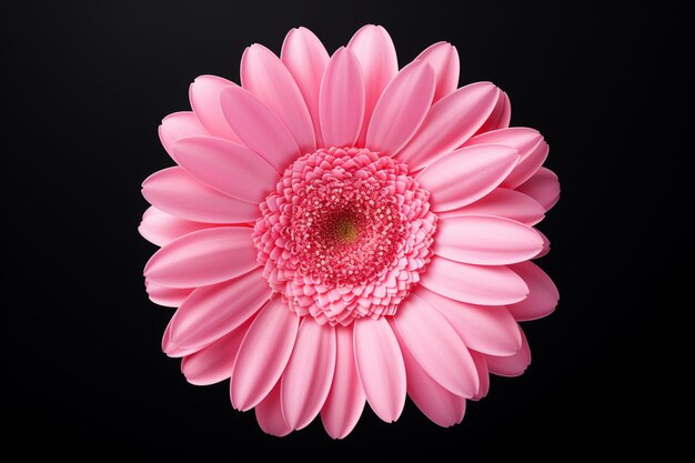 Photo pink gerbera flower isolated on white background high quality