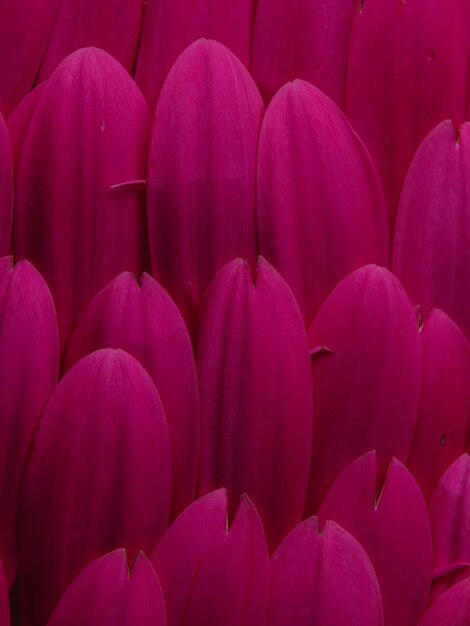 Pink gerbera flower petals