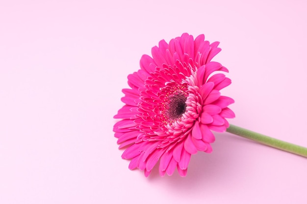 Pink gerbera flower on a pink background Place for text Selective focus